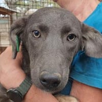 FLORA-wunderschöne Jung-Hündin, 44 cm, Hündin zur Adoption