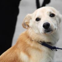 Amali ist einfach nur bezaubernd + lieb!, Hündin zur Adoption