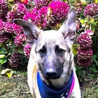 Peppino sucht sein Körbchen, Hund zur Adoption