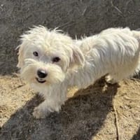 Pearl 25 cm (Pflegestelle), Hündin zur Adoption