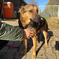FRANZL - liebe Zuckerschnute, Hund zur Adoption
