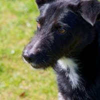 BONO SUCHT ERNEUT NACH EINEM ZUHAUSE, Hund zur Adoption