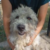 Boti 48 cm (Pflegestelle), Hund zur Adoption