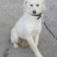 Fenella ist einfach nur bezaubernd!!, Hündin zur Adoption