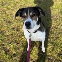 Hazel sucht eine neue Familie, Hündin zur Adoption