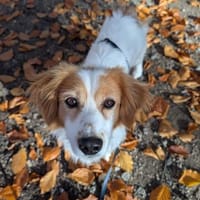 Fox - menschenbezogen und lieb, Hund zur Adoption