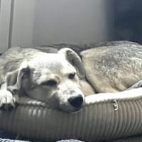 Schäferhund Mix Lee sucht seine Familie, Hund zur Adoption