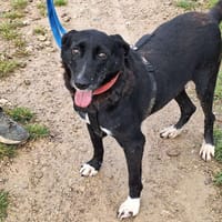 RUNA sucht ein Zuhause, Hündin zur Adoption