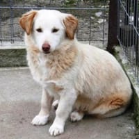 Fabricia ist eine Seele von Hund!, Hündin zur Adoption