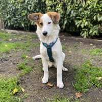 Verspielte Tonya sucht Zuhause, Hündin zur Adoption