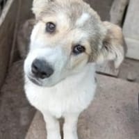 Zara 56 cm (Nov 25) Pflegestelle, Hündin zur Adoption