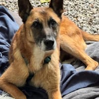 Merlin möchte endlich ankommen...., Hund zur Adoption