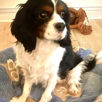 Lenny in 47877 Willich, Hund zur Adoption