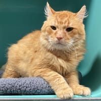 DORITO CT, chat à adopter