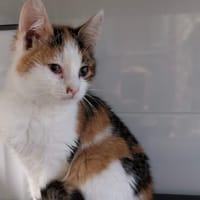 SONIA, chatte à adopter