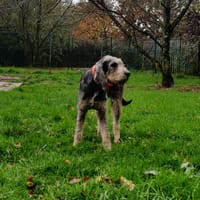 vasko, chien à adopter