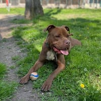 THOR VAA, chien à adopter