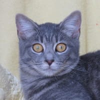Arnica, chatte à adopter