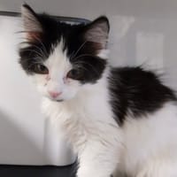 CINDY, chatte à adopter