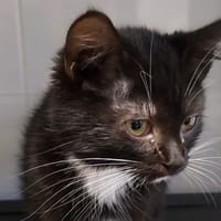 CAROLE, chatte à adopter