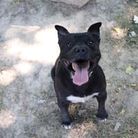 Simba, chien à adopter