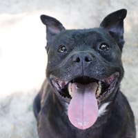 Simba, chien à adopter