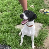 PIMENT Réservé, chien à adopter