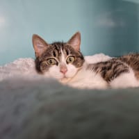 Kyoto, chat à adopter