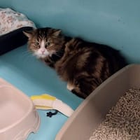 IRIS, chatte à adopter