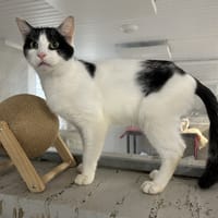 YOUKA, chat à adopter