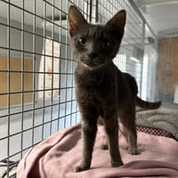VANILLE, chatte à adopter