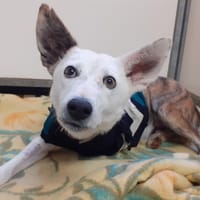 Ulysse, chien à adopter