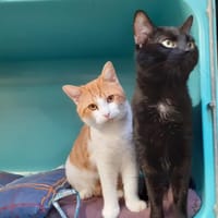 Perigrinus, chatte à adopter