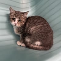ELYSA, chatte à adopter