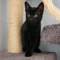 Arthur, chat à adopter