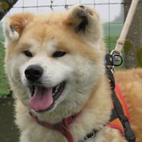 RUBI, chienne à adopter