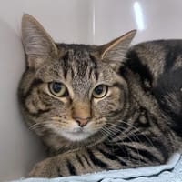 ALADIN, chat à adopter