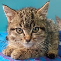 Ohanzee, chatte à adopter