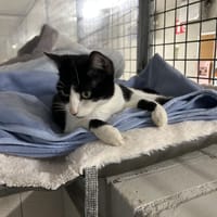 LOOTESSE (réservée), chatte à adopter