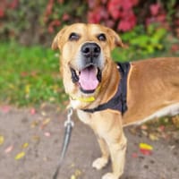 OLAF, chien à adopter