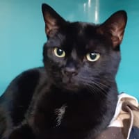 Bagheera, chat à adopter