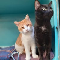 Philomelos, chatte à adopter