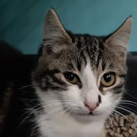 Natane, chat à adopter