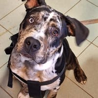 OREO, chien à adopter