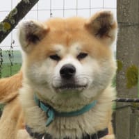 HOKUUN, chienne à adopter