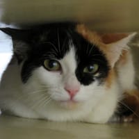 Arnegonde, chatte à adopter