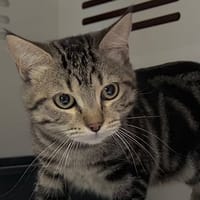 SKODA, chat à adopter