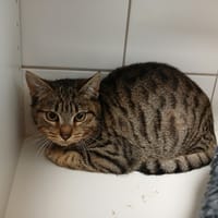 PATATI, chat à adopter
