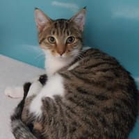 GETRUDE, chatte à adopter