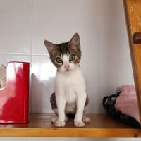 Légna, chatte à adopter